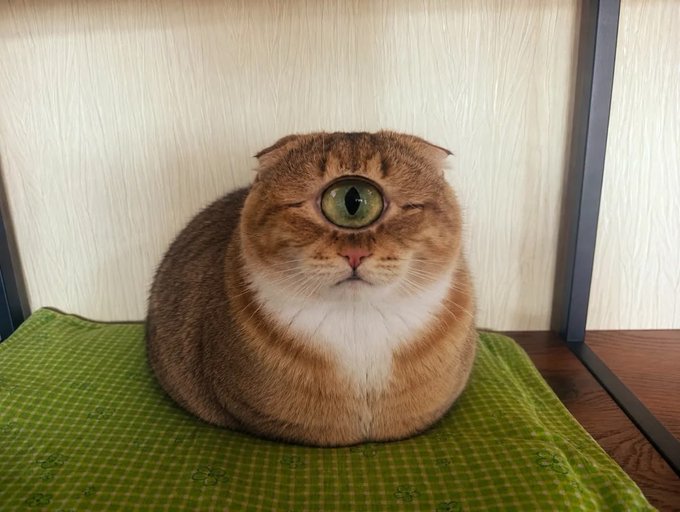 A chubby brown and white Scottish Fold cat sits on a green mat with its eyes closed, appearing to have a single large green eye drawn or projected on its forehead.