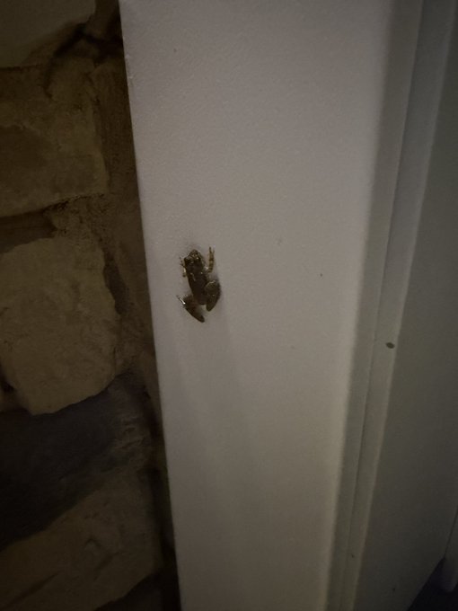 A small brown tree frog clings to a white trim against a stone wall, embodying the serendipitous "sign" referenced in the post about blessings for weekend raiders and $TIBBIR's ascent to billions.