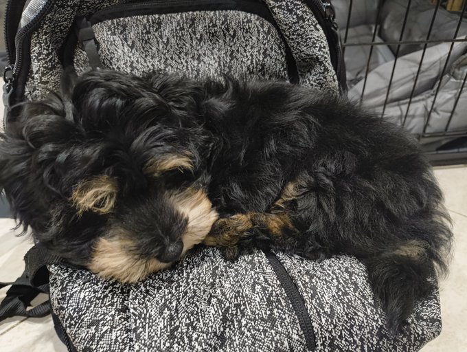 A small black and tan puppy sleeps curled up on a black and white speckled bag, with a metal cage visible in the background.