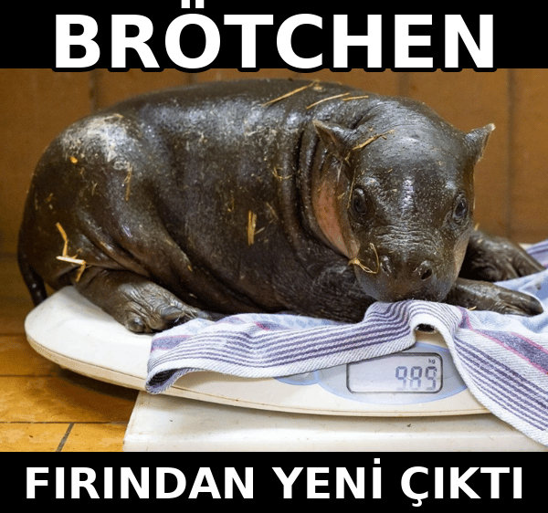 A small hippopotamus rests on a striped towel on a scale reading '9.86 kg', with meme text reading 'BRÖTCHEN' and 'FIRINDAN YENİ ÇIKTI'.