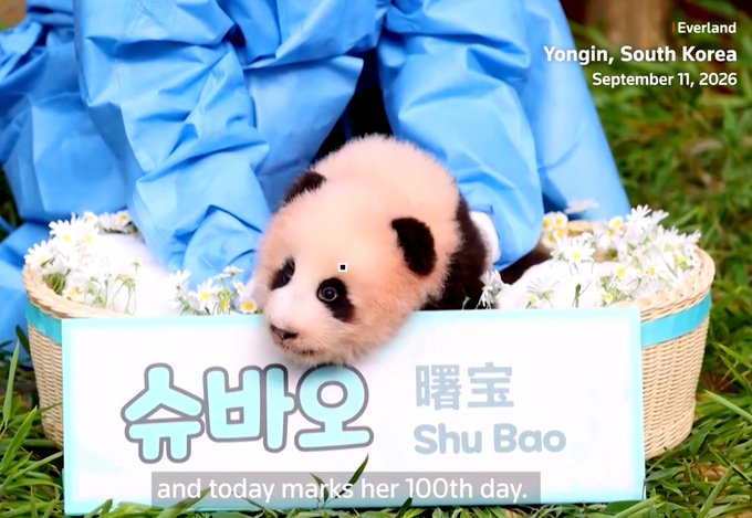 A baby panda named "Shu Bao" (or "슈바오/曙宝") peeks out of a flower-filled basket at Everland in Yongin, South Korea, with a caption noting that the photo marks her 100th day on September 11, 2026. The image is being used to brand a cryptocurrency token called $Shubao, with the post promoting its contract address (0x7e15837daf327b65f571a008b2d5dd6c5e407777) and a bullish narrative positioning it as a potential animal-themed runner on BNB.