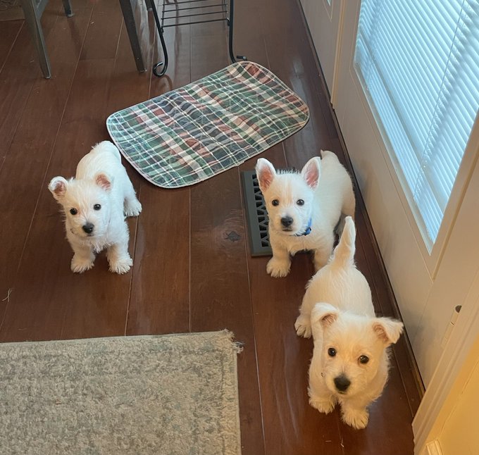Three adorable West Highland White Terrier puppies stand on a hardwood floor, with Seamus (wearing a blue collar) positioned confidently among his two sisters near a plaid mat and door.