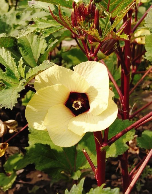 A close-up photograph of a pale yellow okra flower with a dark red center, blooming on a red-stemmed plant with green leaves in a garden setting.
