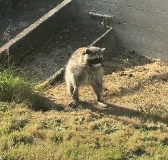 A raccoon standing on patchy grass near a concrete drainage structure or empty pool, looking toward the camera in daylight.