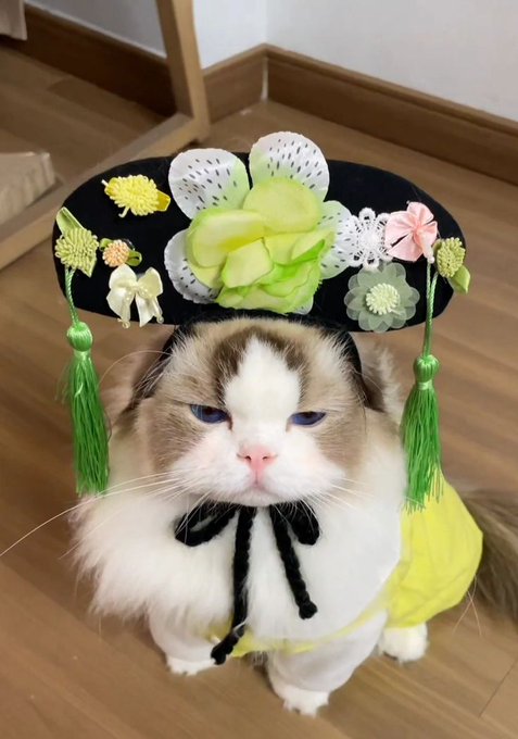 A fluffy cat wearing an ornate black hat decorated with flowers and green tassels, along with a yellow outfit with a black bow.