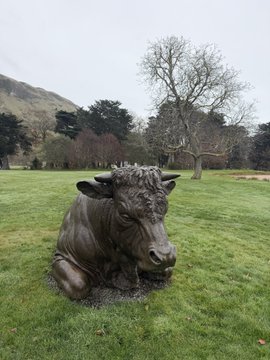 A bronze cow sculpture rests in a grassy field with hills and bare trees in the misty background. The image humorously illustrates the post's call to "drop wallets for $ANSEM" by portraying a literal cash cow, suggesting $ANSEM is a profitable investment opportunity.