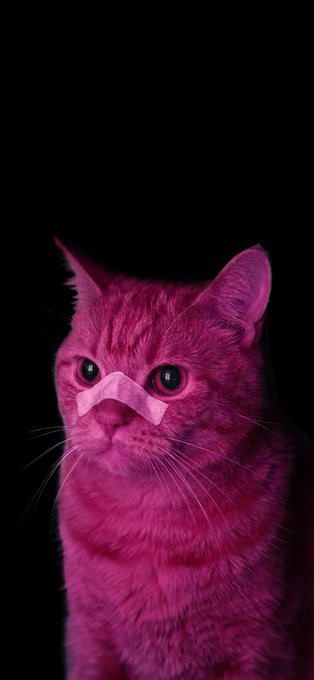 A close-up portrait of a pink-lit cat with a small bandage across its nose, looking directly at the camera against a dark background.