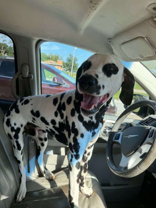 Photo of a smiling Dalmatian dog standing on the driver's seat of a Chrysler car with its paws near the steering wheel.