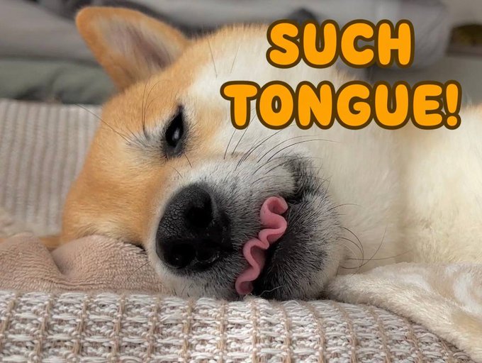 A close-up photo of a Shiba Inu dog sleeping with its tongue curled out of its mouth, with the text 'SUCH TONGUE!' overlaid in yellow.