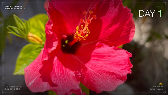 A vibrant red hibiscus flower is featured with a prominent yellow and orange stamen, set against a backdrop of green leaves. The image includes overlay text reading "PROOF OF GRASS verified outdoors," "DAY 1," "STREAK," and "CERTIFIED BY touch grass," aligning with the post's launch of a "Day 1" challenge that encourages people to go outside and identify a flower as part of a "Proof of Grass" certification.

Day 1 of Proof of Grass ✓