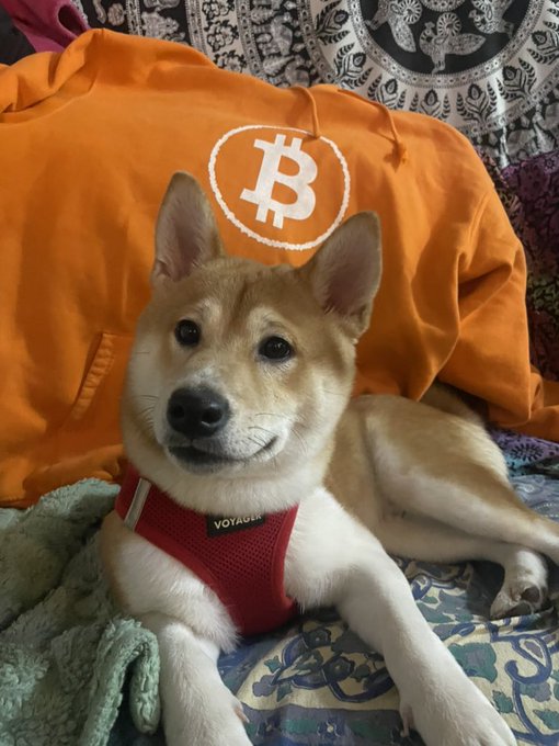 A Shiba Inu dog wearing a red Voyager harness sits next to an orange Bitcoin hoodie featuring the white Bitcoin logo.