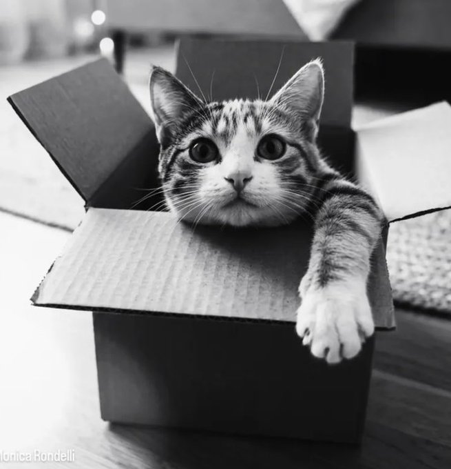 A curious tabby kitten peeks out from a cardboard box, with the watermark "Ionica Rondelli" visible in the bottom left corner. The cozy image fits the post's "goodnight" theme perfectly — the sleepy-eyed kitten tucked into a small box makes for a cute, calming sendoff to end the day.