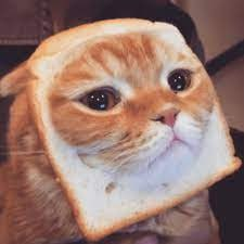 An orange cat wears a piece of toast around its face like a frame.