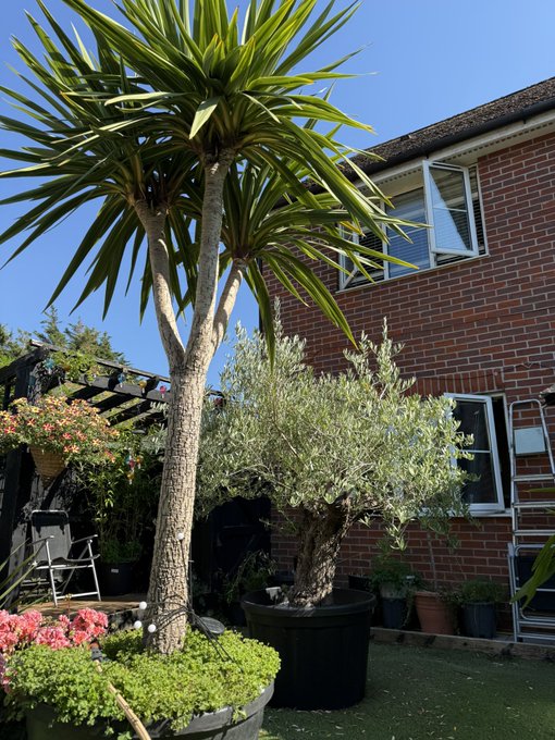 A sunny backyard garden featuring a tall potted yucca plant and a leafy olive tree next to a red-brick house, with hanging flower baskets and pink flowers in the foreground.