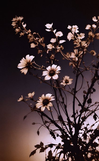 A moody photograph shows delicate white flowers and branches against a dark gradient sky, giving a melancholic atmosphere.