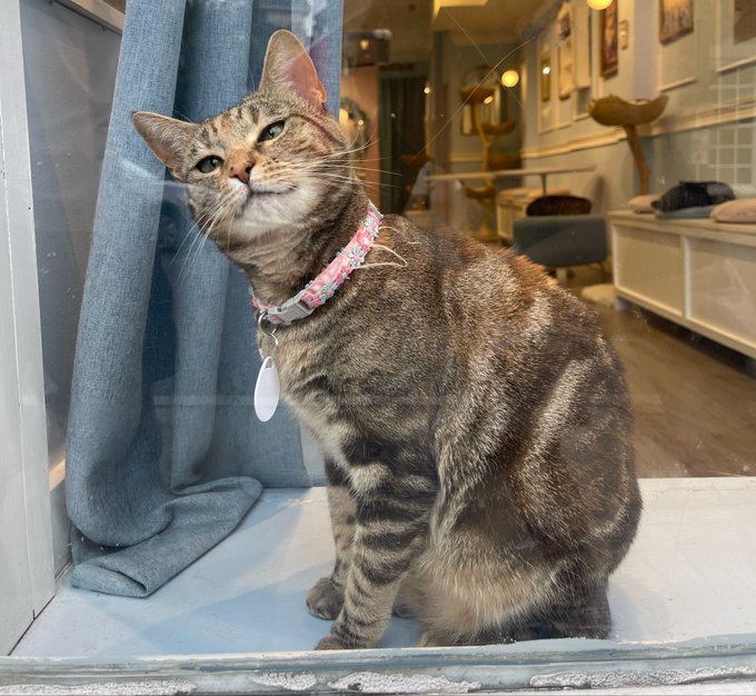 Photograph of a brown tabby cat with a pink floral collar and blank tag sitting on a windowsill, looking up curiously with a café interior visible through the glass behind it.