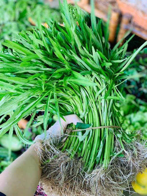 A hand wearing a plastic glove holds a fresh bundle of green leafy vegetables with exposed roots, likely at a market.