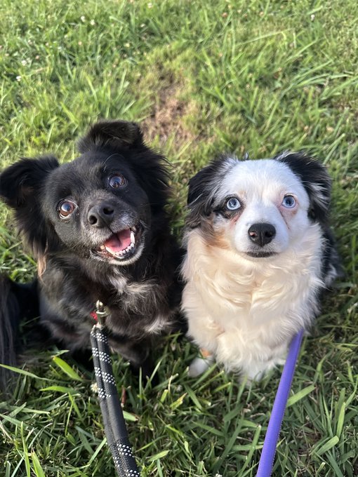 The image features two dogs sitting side by side on a grassy field, both wearing leashes. The dogs are black and white with blue eyes, and they appear to be enjoying their time outdoors together. In the background of the photo, there is text that reads "FOR ALL THE DOGS; Happy Fathers Day to all my Doge Dads out here!". This message seems to be related to the image's theme or context, as it celebrates dogs and their owners on Father's Day.