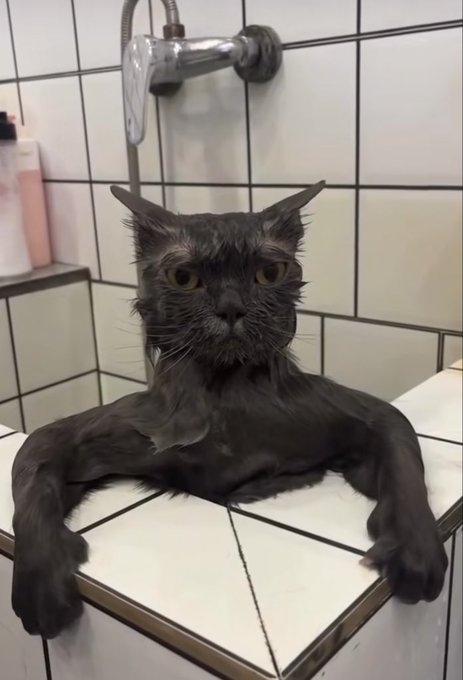 A wet, black cat with pointed ears lounges in a bathtub, staring directly at the camera with an unimpressed, almost human-like expression beneath a running showerhead. The cat's resigned "this is fine" energy perfectly mirrors the post's tone, warning followers not to fall for scam groups disguised as private frens communities.