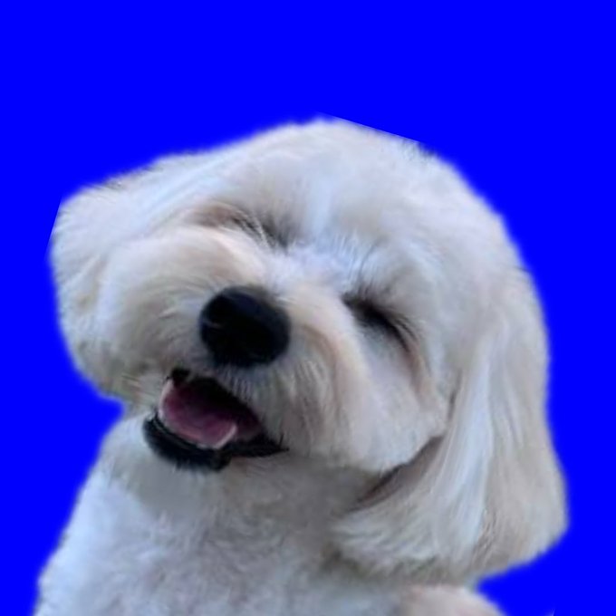 A fluffy white dog with its mouth slightly open appears against a vibrant blue background, connecting to the "Base Dog x Live $VIBE" caption as a playful representation of the Base ecosystem's dog-themed meme culture tied to the $VIBE token.