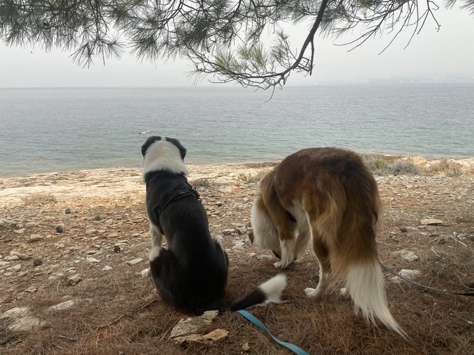 Two dogs—one black and white, the other brown and white—sitting on a rocky coastal cliff overlooking the sea on a foggy, overcast day, sheltered beneath pine tree branches.