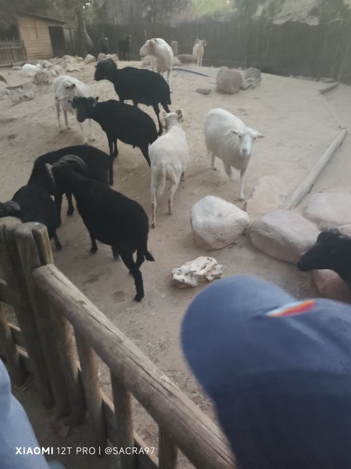 A goat enclosure at Faunia zoo shows black and white goats gathered on sandy ground behind a wooden fence, with a person partially visible in the foreground.