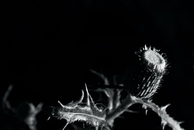 A striking black-and-white macro photograph featuring a spiky thistle bud illuminated against a deep black background, highlighting the intricate textures and sharp spines of the plant.

The monochrome composition and dramatic lighting align well with the post's #monochrome and #photography tags, while the artistic capture of this thistle suggests a potential #objkt (NFT) featuring detailed nature photography.
