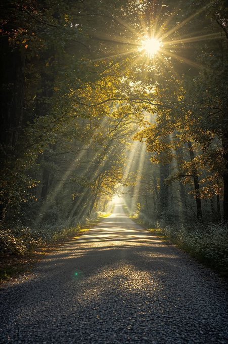 The image shows an empty road with sunlight shining through trees on either side of it. The sun's rays are coming from behind the trees, creating a beautiful scene that captures the essence of nature. The photo has been captioned "Happy Weekend Besties @quipnetwork @NomismaNetwork feels focused on something bigger than transactions alone." This suggests that the image is related to a post about AI and Web3, possibly discussing how the sun's rays symbolize the potential for growth and progress in these fields.