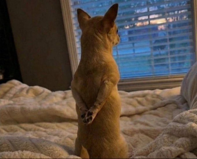 An orange cat stands upright on its hind legs on a bed with cream-colored blankets, looking out a window with closed blue blinds.