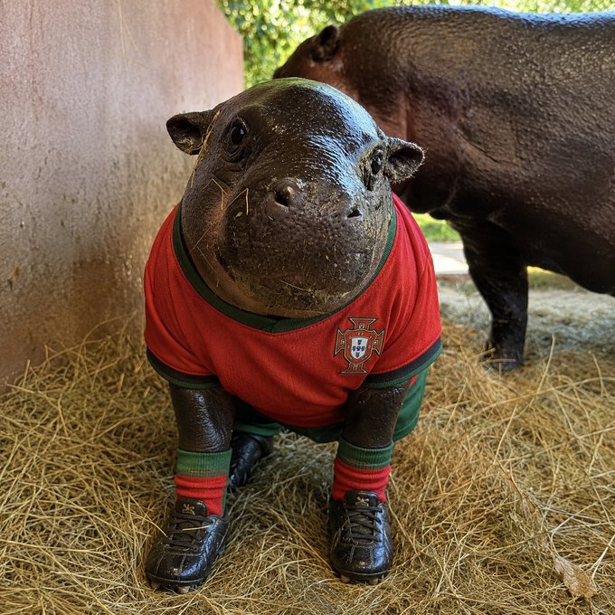 A pygmy hippopotamus wearing a Portugal national football team jersey and green socks stands on hay, with another hippo visible behind it. The image aligns with the post's mention of "Poipoi," Portugal's hippo ambassador, drawing a parallel to other countries' famous hippos like Thailand's Moo Deng and Scotland's Haggis.