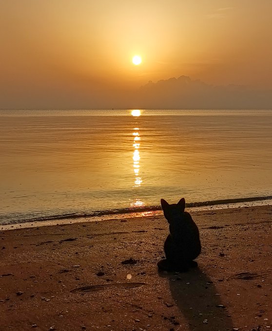 A silhouette of a black cat sits on a sandy beach watching the sun set over the ocean, casting a golden reflection on the water.