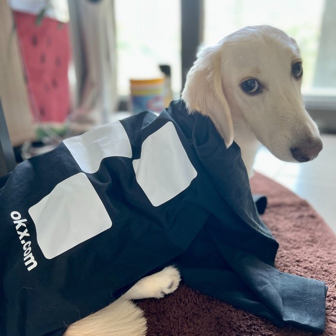 A small white puppy wearing a black Maxxto jacket, sitting on a brown textured mat.