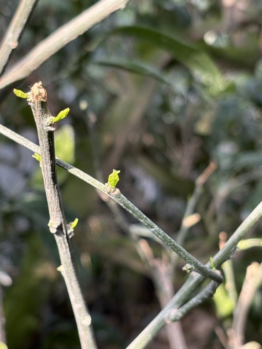 Close-up of bare tree branches with small green buds emerging, signaling early spring growth.