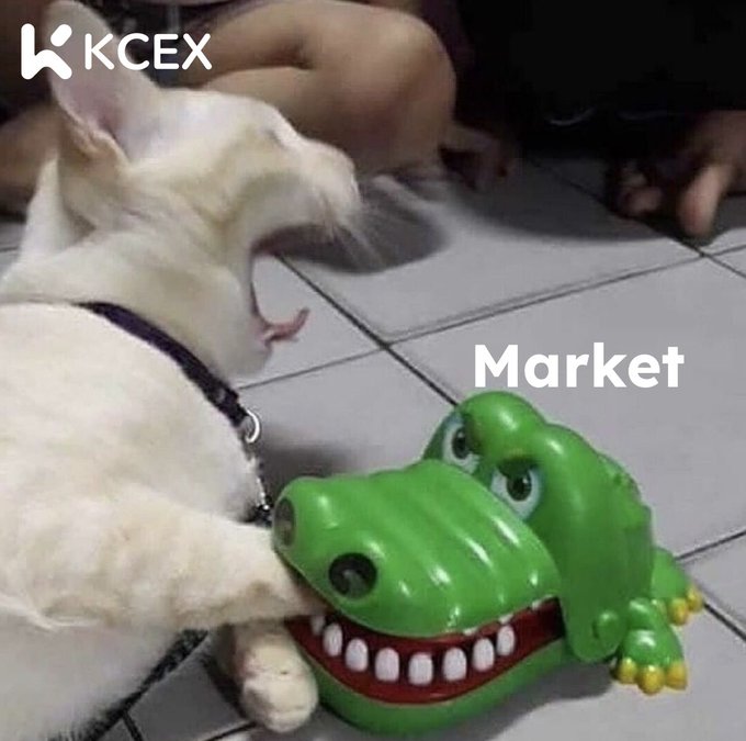 A humorous photo showing a white cat interacting with a green alligator-shaped toy, with the word 'Market' overlaid and the 'KCEX' logo in the corner.