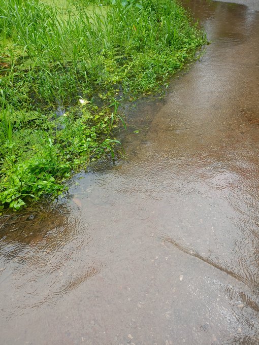 A shallow stream of clear water flows along a path next to a patch of green grass and small plants.