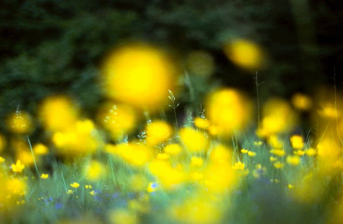 An impressionistic, blurred photograph of yellow wildflowers in a green meadow with a dark forest background.