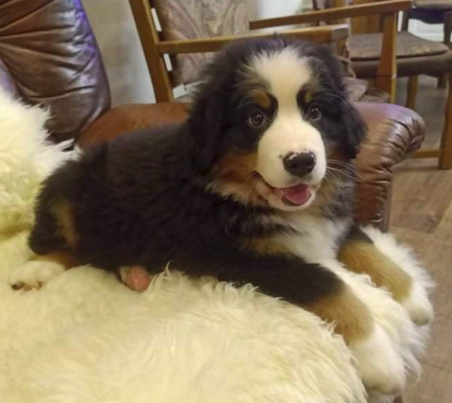 An adorable Bernese Mountain Dog puppy with black, white, and tan fur lying on a fluffy white blanket, smiling at the camera.