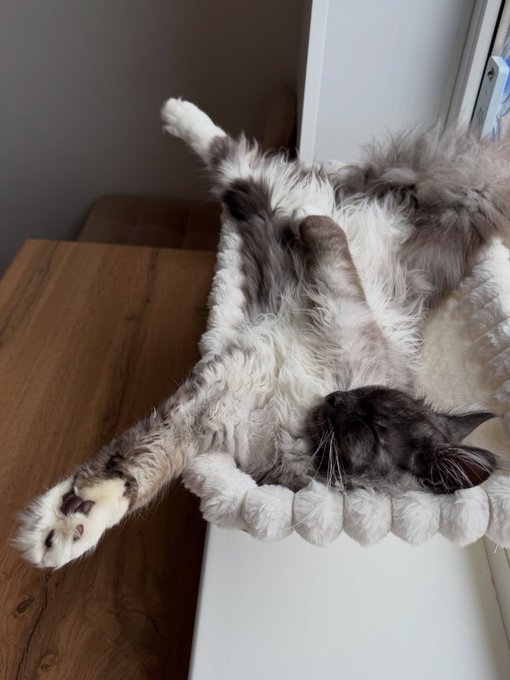 A fluffy gray and white cat is sprawled upside down in a cozy white bed on a wooden table, with its paws splayed out and head tilted back in deep relaxation.