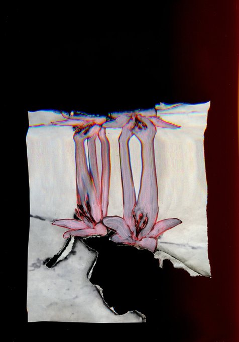 𝗡𝗲𝗿𝗲 𝘴𝘱𝘪𝘭𝘯𝘵𝘰, a photo of two pink flowers with purple stems, is displayed on a website called "objkt.com/tokens/KT1MR8h". The image has been edited to emphasize the flower's details and create an artistic effect by overlaying it onto another image or text.