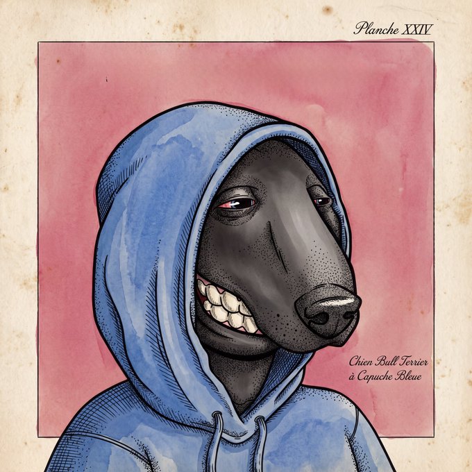 A watercolor illustration styled like an old scientific plate, labeled 'Planche XXIV' and 'Chien Bull Terrier à Capuche Bleue', showing a smiling black dog wearing a blue hoodie against a pink background.