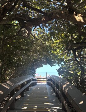 A view looking up a wooden staircase framed by a dense canopy of green tree branches, with a glimpse of blue sky at the top.