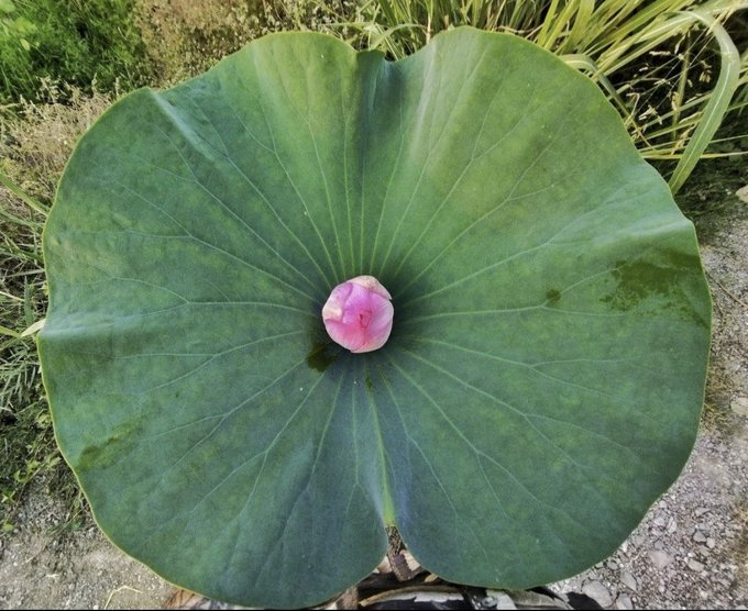 A large green lotus leaf with a single pink lotus flower bud resting in its center, surrounded by grass and dirt.