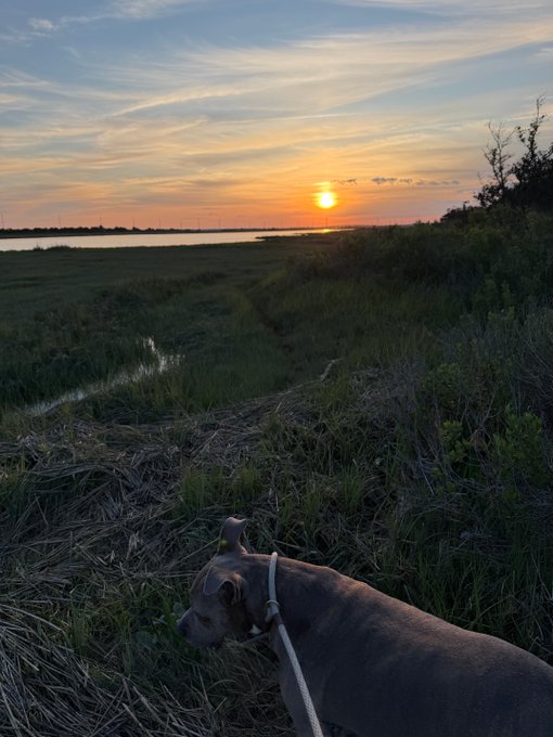 A scenic photograph of a sunset over a marshy landscape with a small dog on a leash in the foreground.