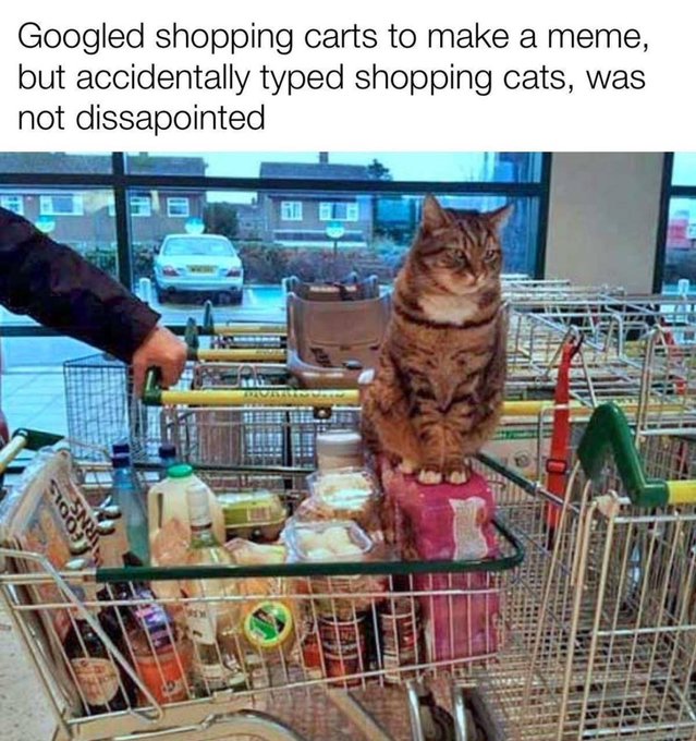 A meme image with text reading 'Googled shopping carts to make a meme, but accidentally typed shopping cats, was not dissapointed', showing a tabby cat sitting in a full grocery store shopping cart.