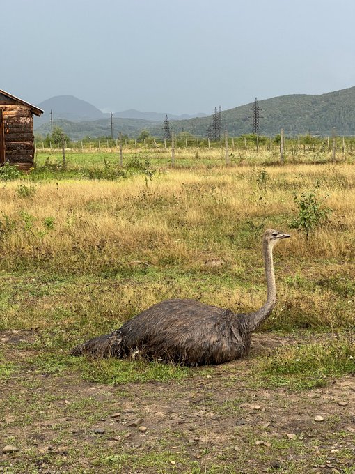 An ostrich resting on the ground in a grassy field with a wooden cabin on the left and mountains with power lines in the background.