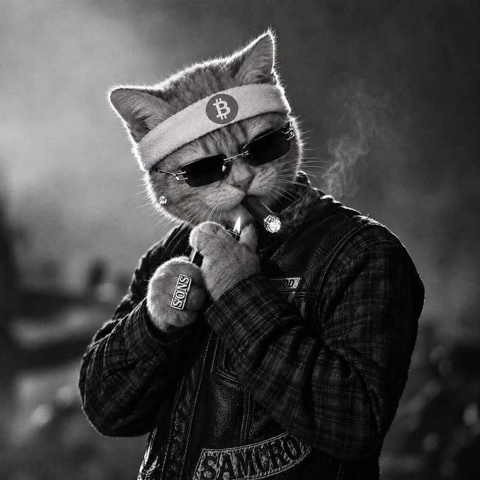 A black-and-white stylized image of a cat wearing a Bitcoin logo headband, sunglasses, and a leather jacket with 'SONS' patches, smoking what appears to be a cigar.