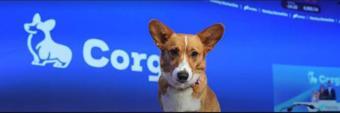 A brown and white Pembroke Welsh Corgi stares directly at the camera, positioned against a blue background displaying the "Corgi" logo, supporting the $CORGI memecoin promotion on the ARC Network with the address shown as "0x5bdfc2b9452de129abecf2ccdbcc922379be24b7."