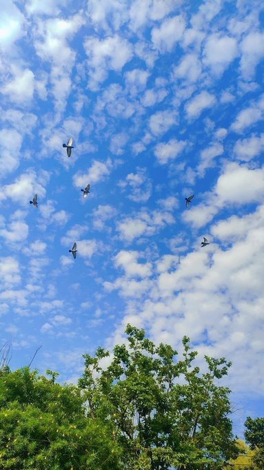 The image shows a group of birds flying through a blue sky with white clouds. The scene captures the beauty of nature and the freedom that these birds experience while soaring high above. The image also contains text that reads "Web3 spent years competing over applications. Now, attention is slowly moving toward the foundations that power them. @CNPYNetwork is building around a vision where creating a blockchain doesn't require massive complexity." This message seems to be related to the concept of Web3 and its potential impact on the future of technology.