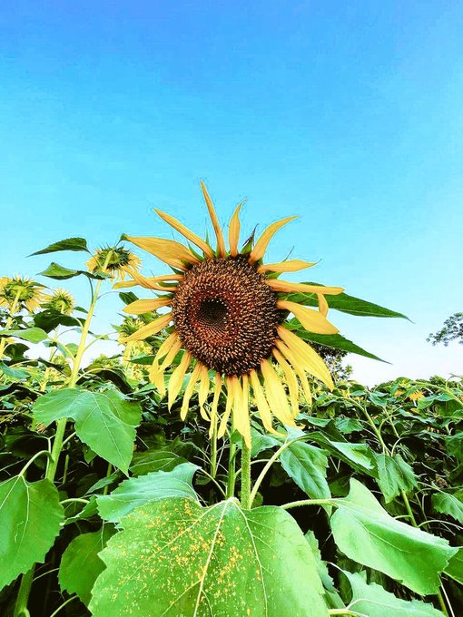 A vibrant photograph of a sunflower in full bloom with yellow petals and a dark brown center, set against a clear blue sky and surrounded by green leaves in a field.
