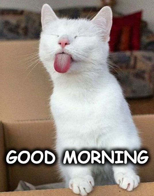 The image features a cute white cat sitting inside a cardboard box, with its tongue out as if sticking its face in its paws or licking itself. The cat's position is right above the title "Good morning everyone Can I get a GM?? @perx_trade is becoming one of the key drivers of activity in Season 3. Super bullish on @NomismaNetwork Locked in @useTria".
